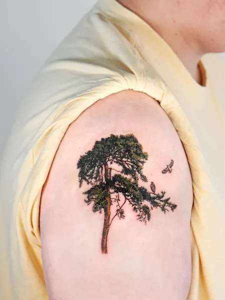 Nature, 나무, 소나무, 숲