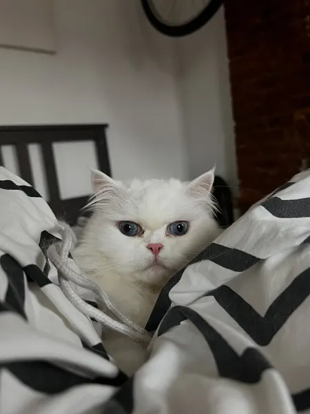 barisyesilbas