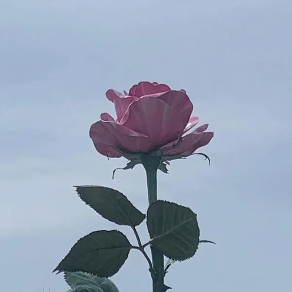 Flower, Rose, Nature