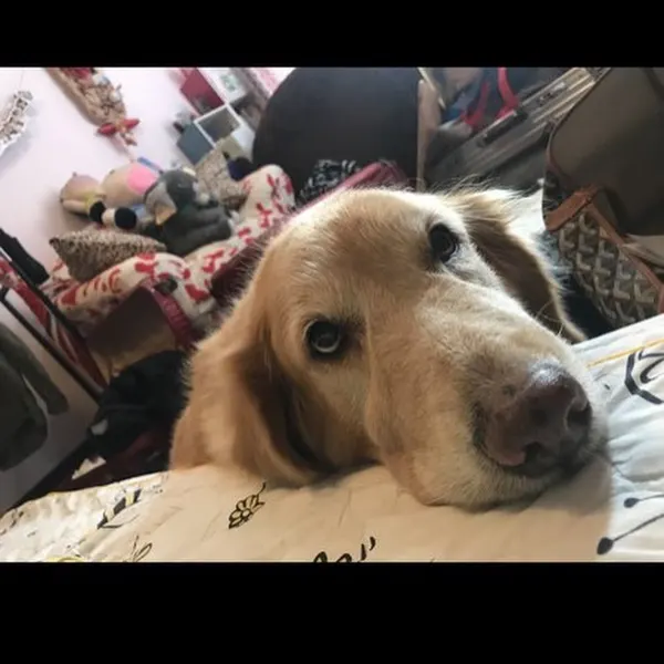 Animal