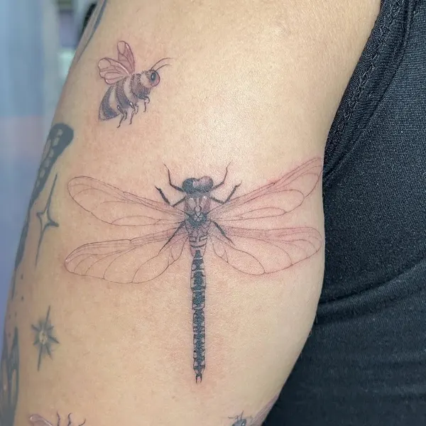 Nature, 잠자리, 매미, Animal