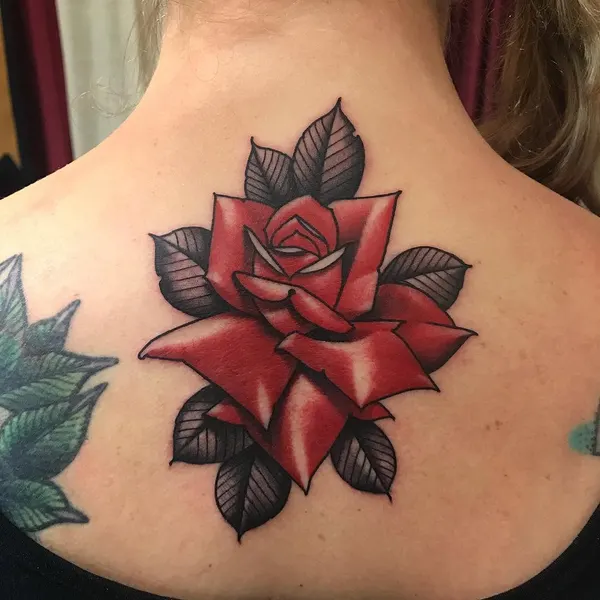 Flower, Rose, Nature