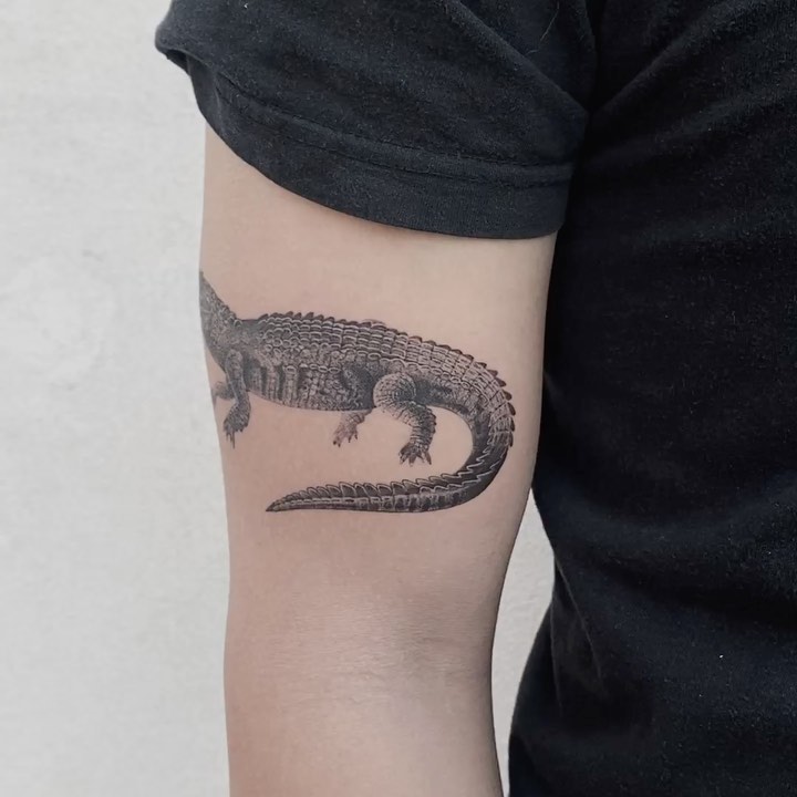 Dragon, 악어
