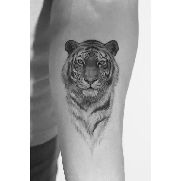Tiger, 치타, 중국 호랑이, 한국 호랑이, 표범