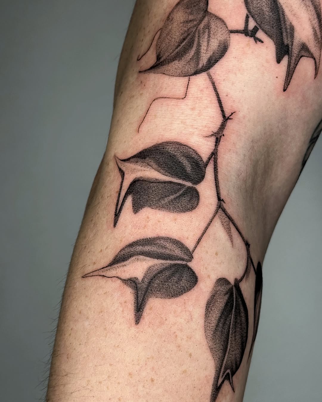 plantsnpokes
