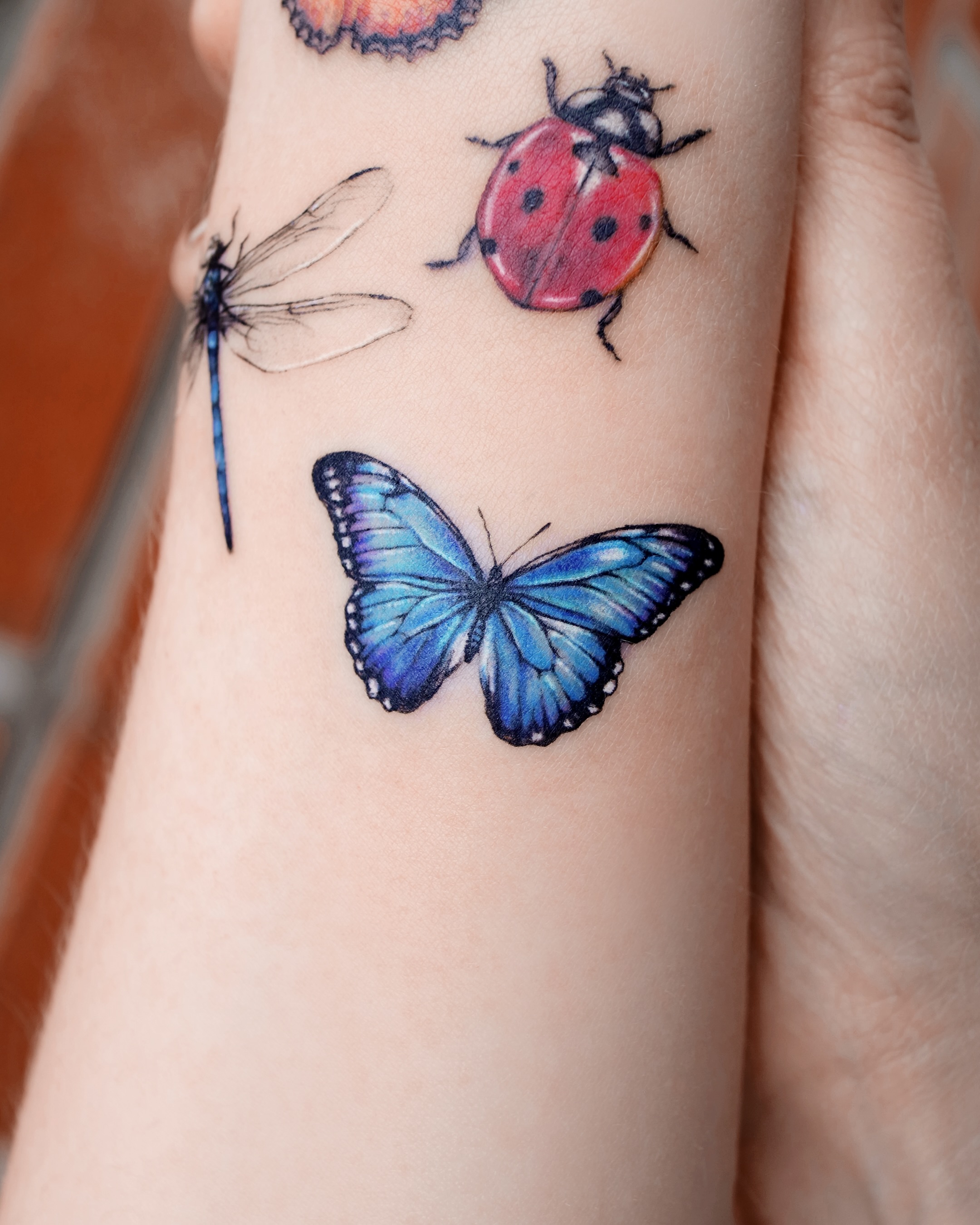 Animal, Nature, 잠자리, 매미