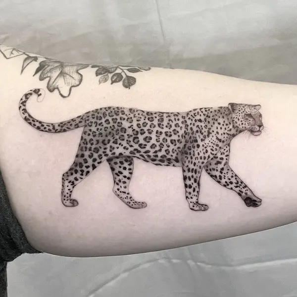 Animal, Tiger