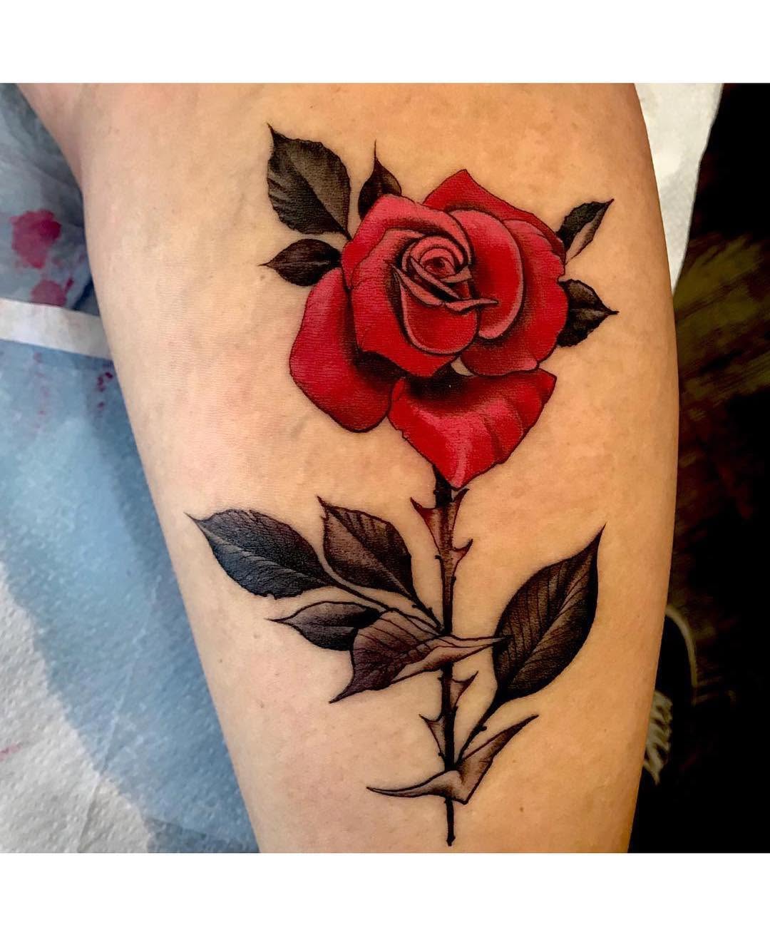 Flower, Rose, Nature