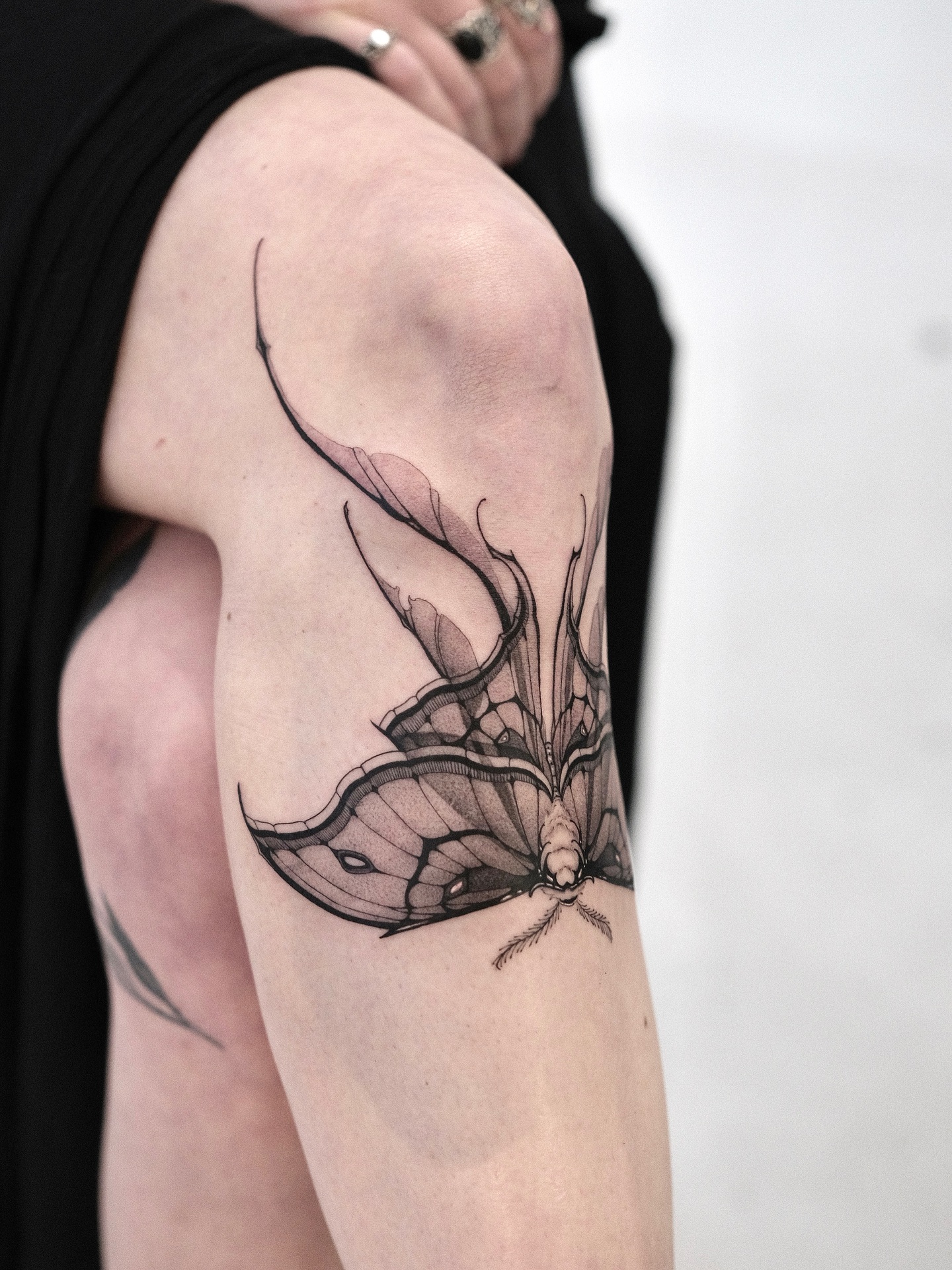 Animal, Nature