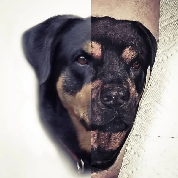 Animal