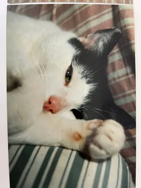 Animal