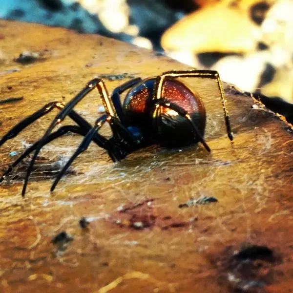 Animal