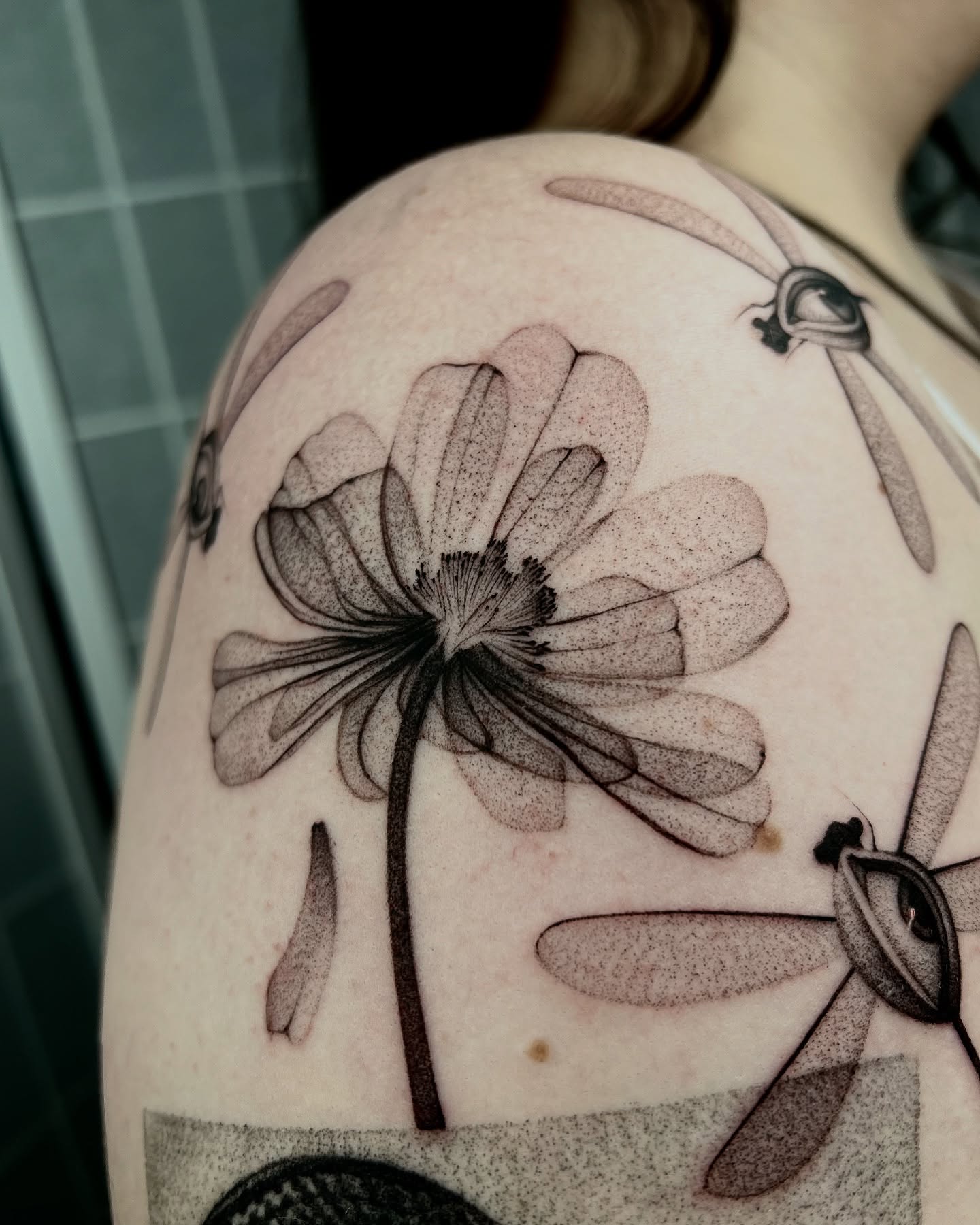 Animal, Nature, 잠자리, 매미