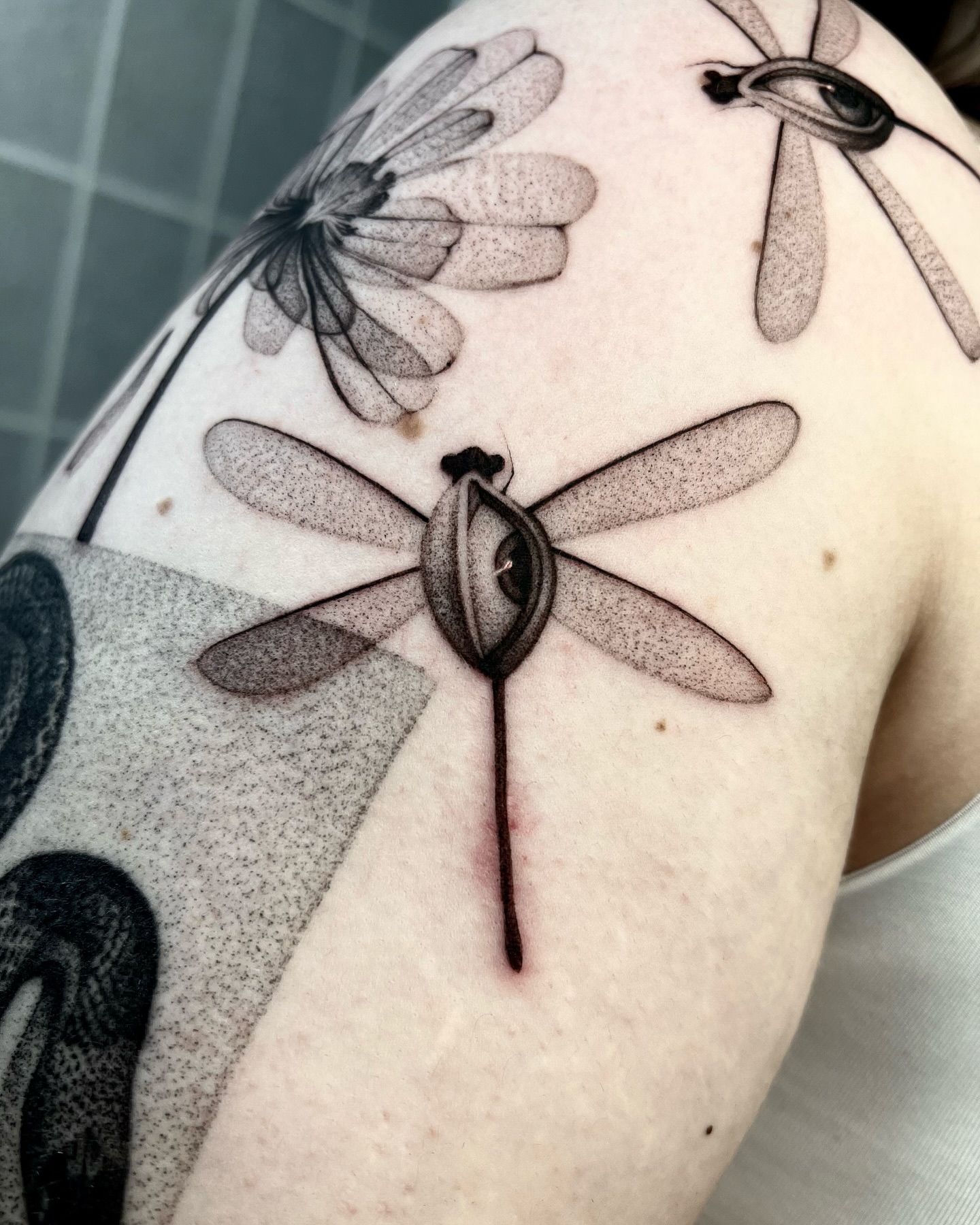 Animal, Nature, 잠자리, 매미