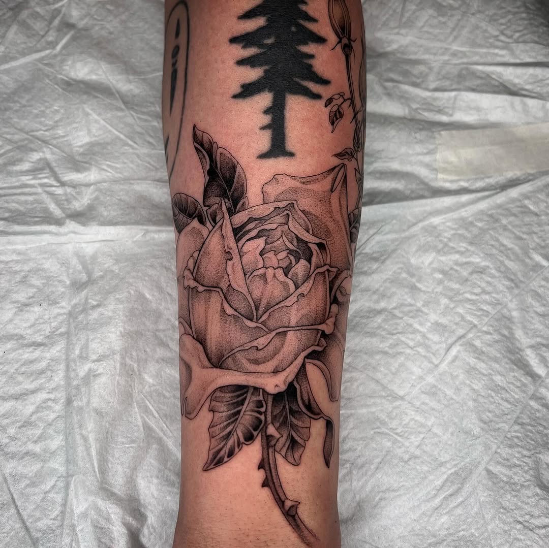 Flower, Rose