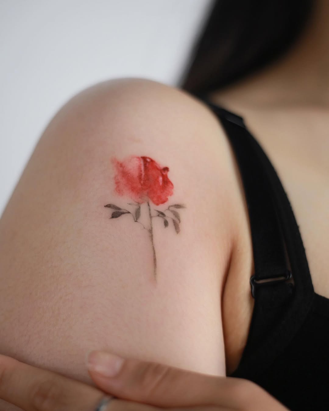 Flower, Rose, Nature