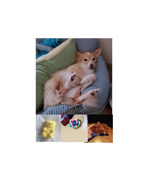 Animal
