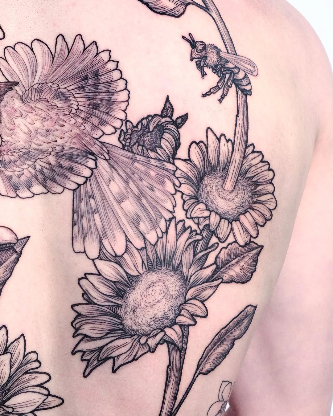 Flower, Nature, Rose