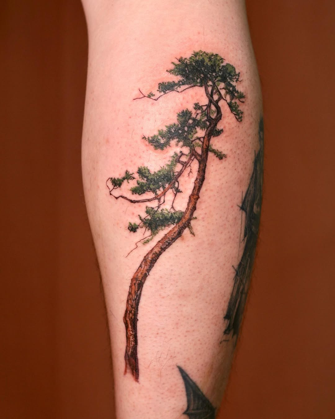 Nature, 소나무, 나무, 숲