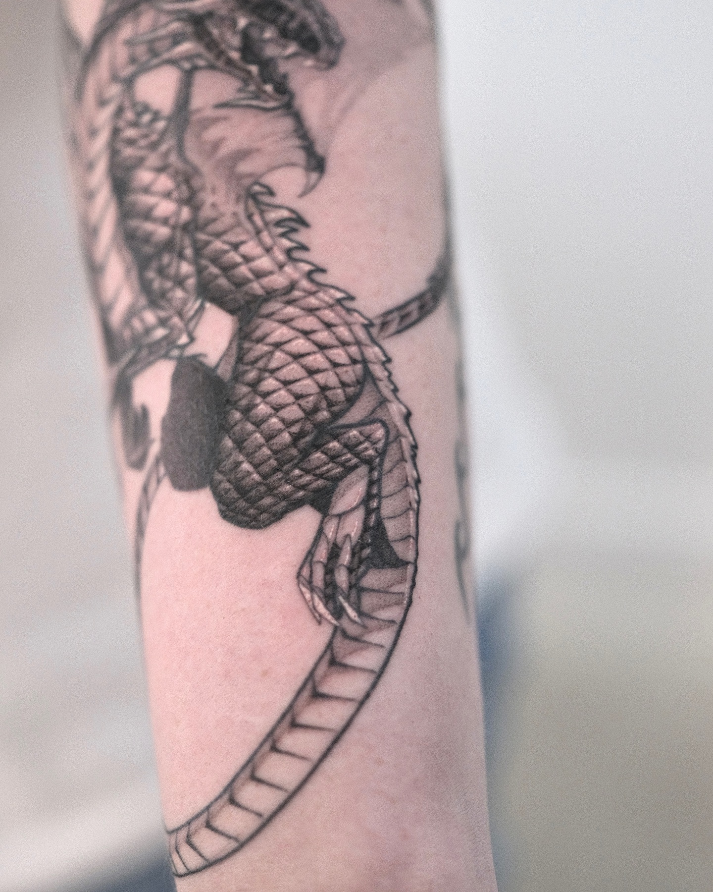 Dragon