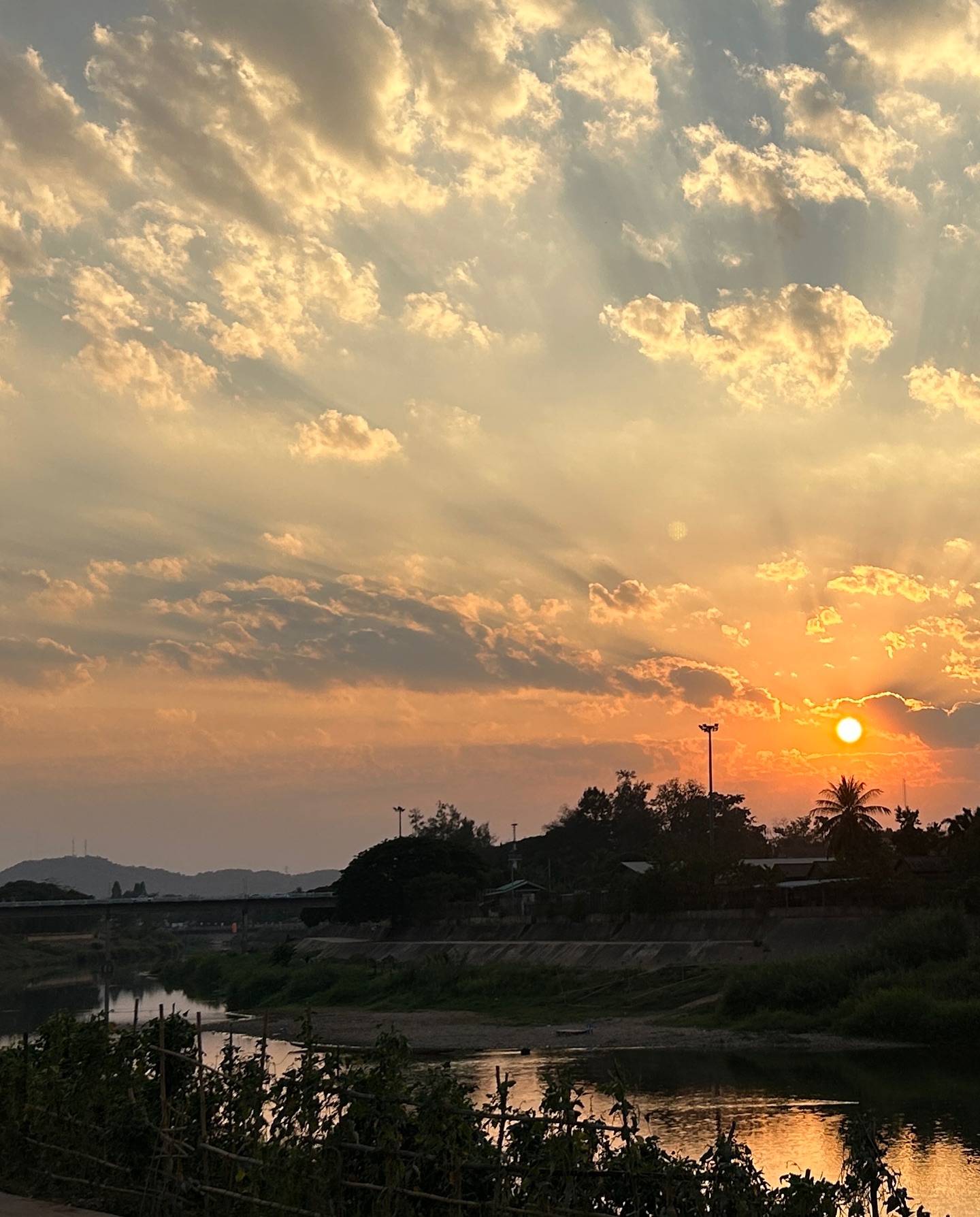 제비, 참새, 비둘기