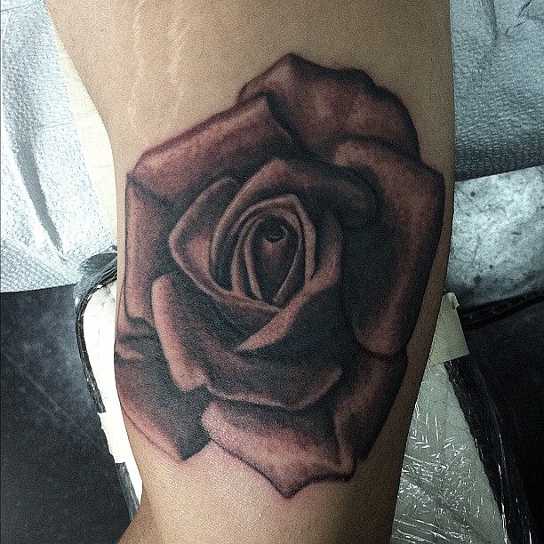 Rose, Flower