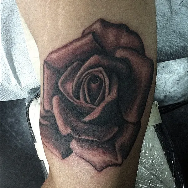Rose, Flower