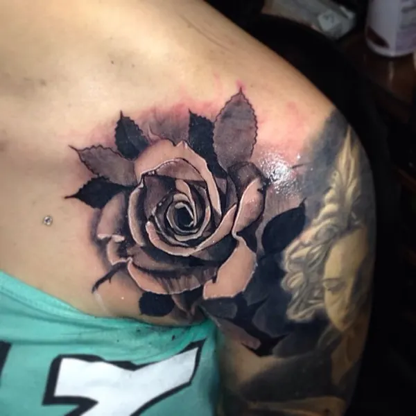 Flower, Rose, Nature