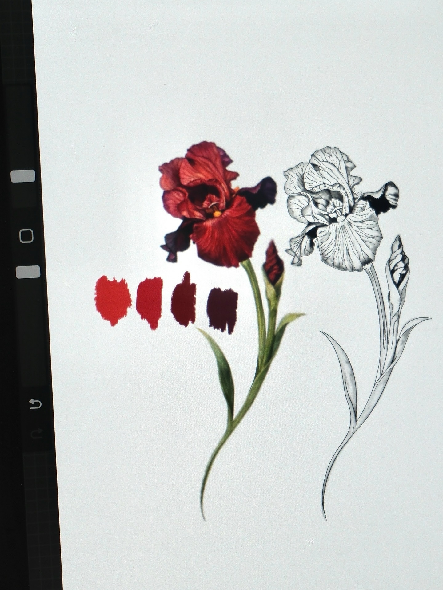 Flower, 난초, 아이리스, 튤립, 백합
