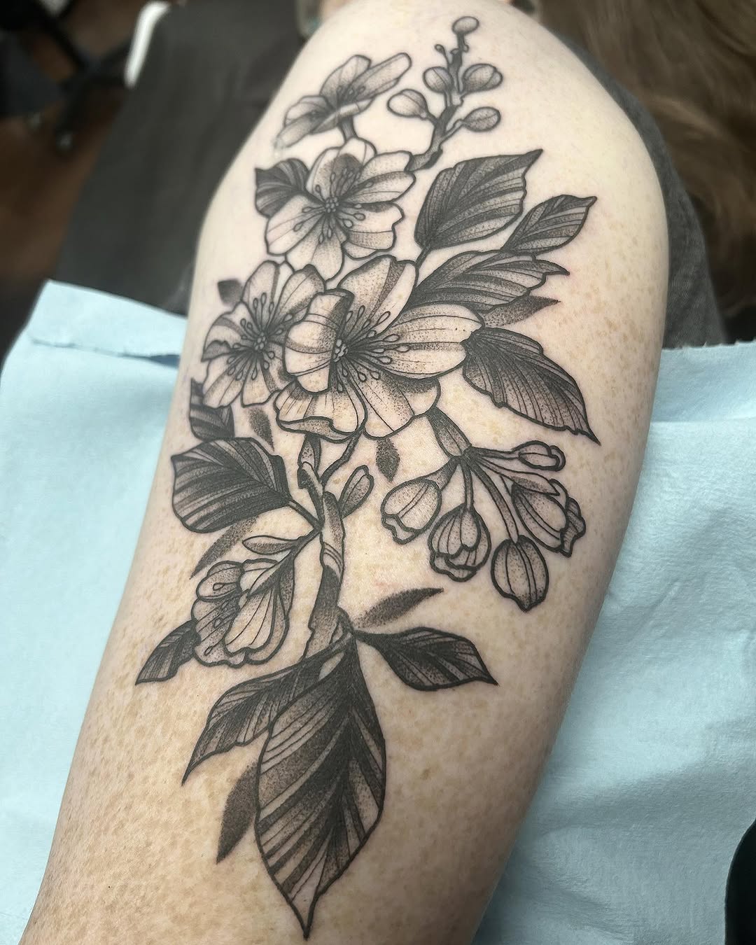 sarastigmata