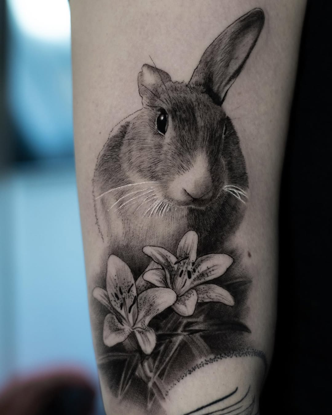 Animal, 토끼