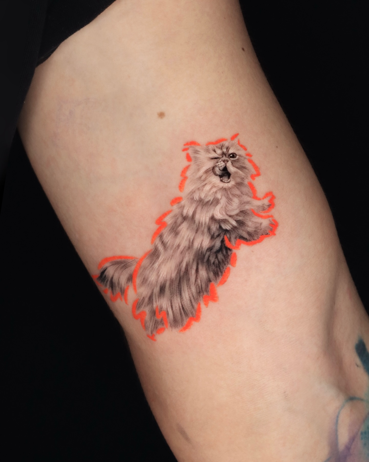 Animal