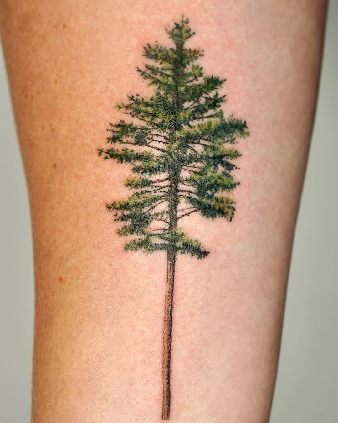 Nature, 소나무, 숲, 나무, 고사리