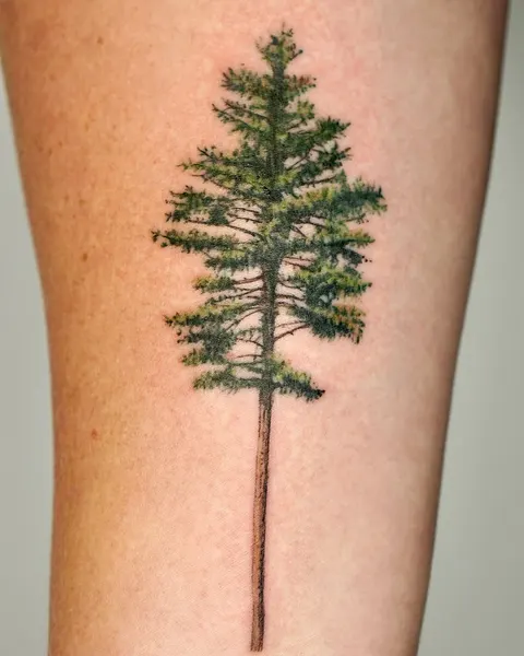 Nature, 소나무, 숲, 나무, 고사리