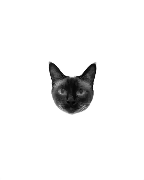 텐구, 고양이, 여우 가면