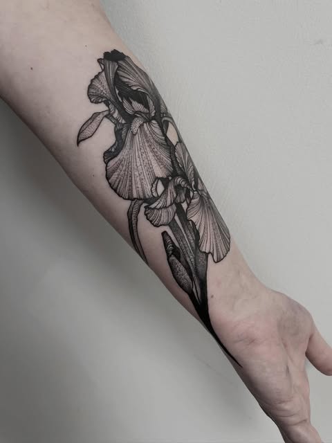 Flower, 아이리스, 난초, 튤립, 백합