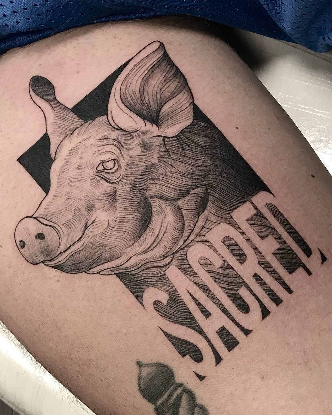 Animal, 돼지, 소