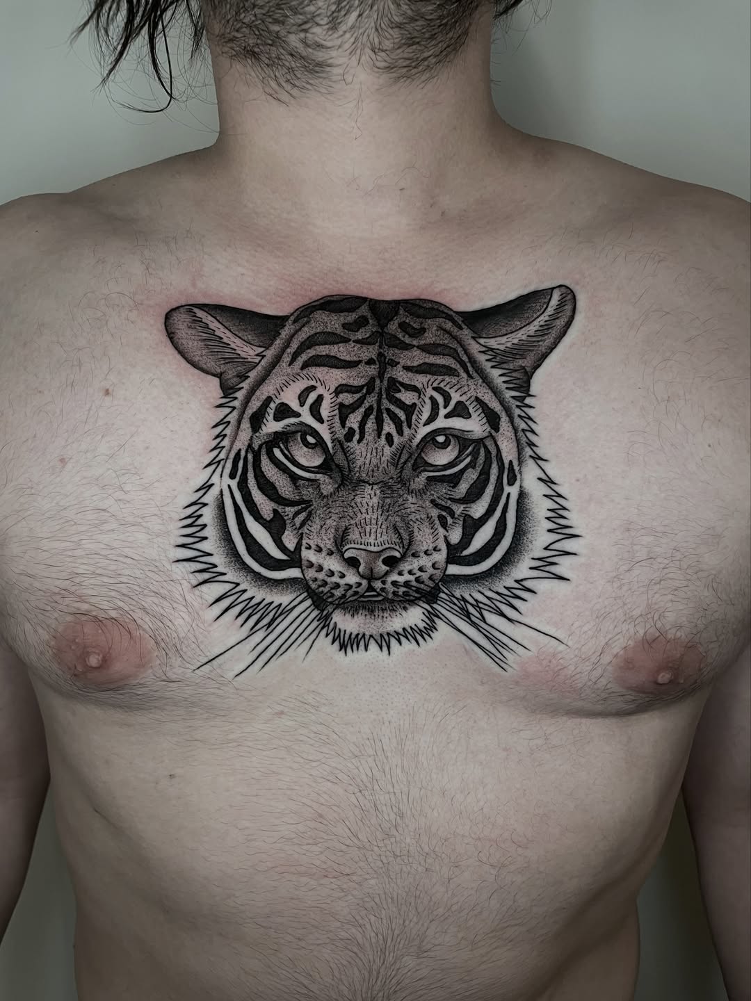 Tiger, 한국 호랑이, 중국 호랑이