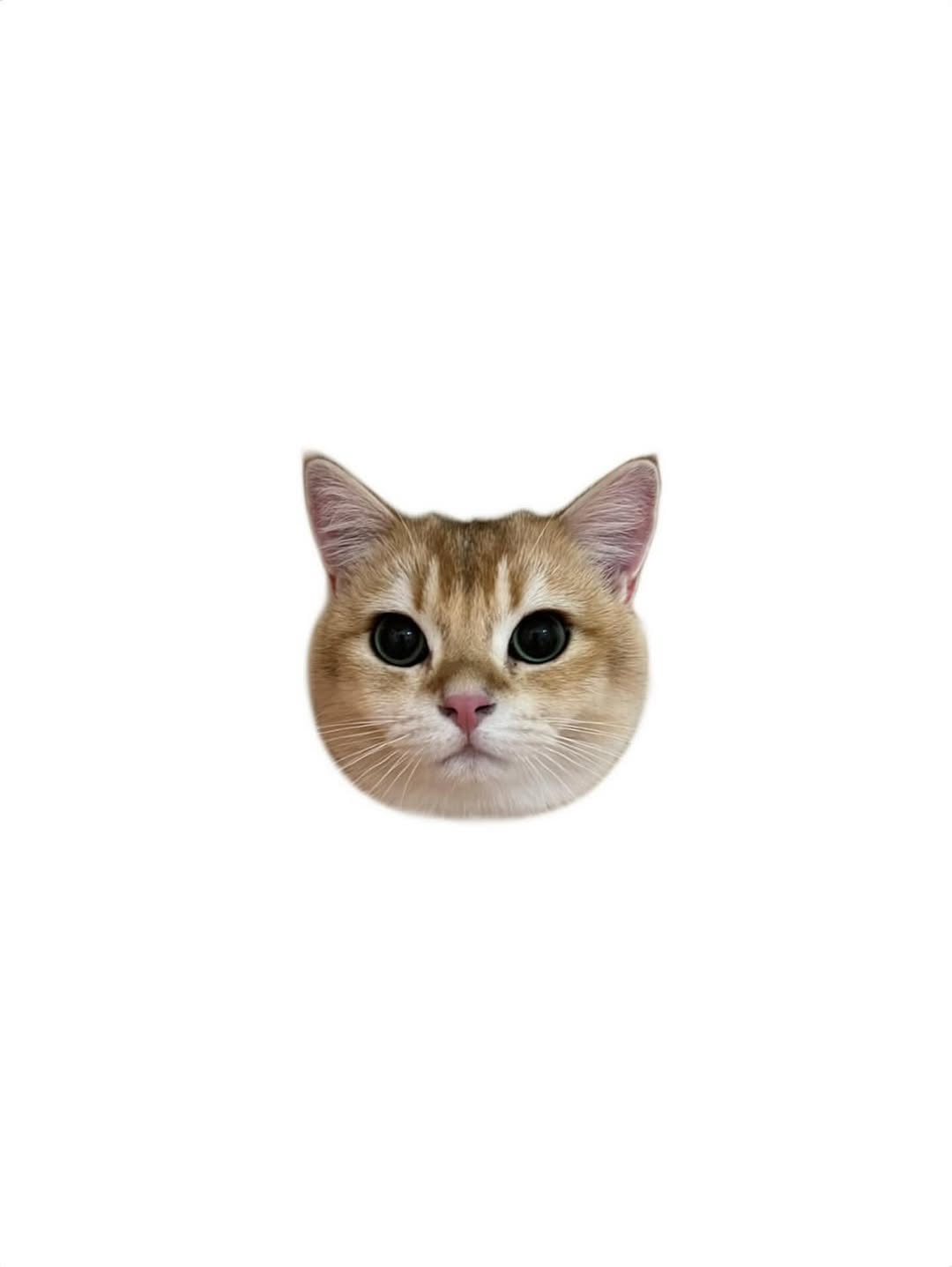 tatti_seoul