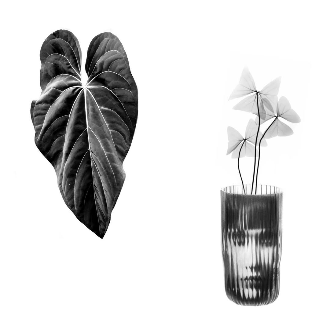 plantsnpokes