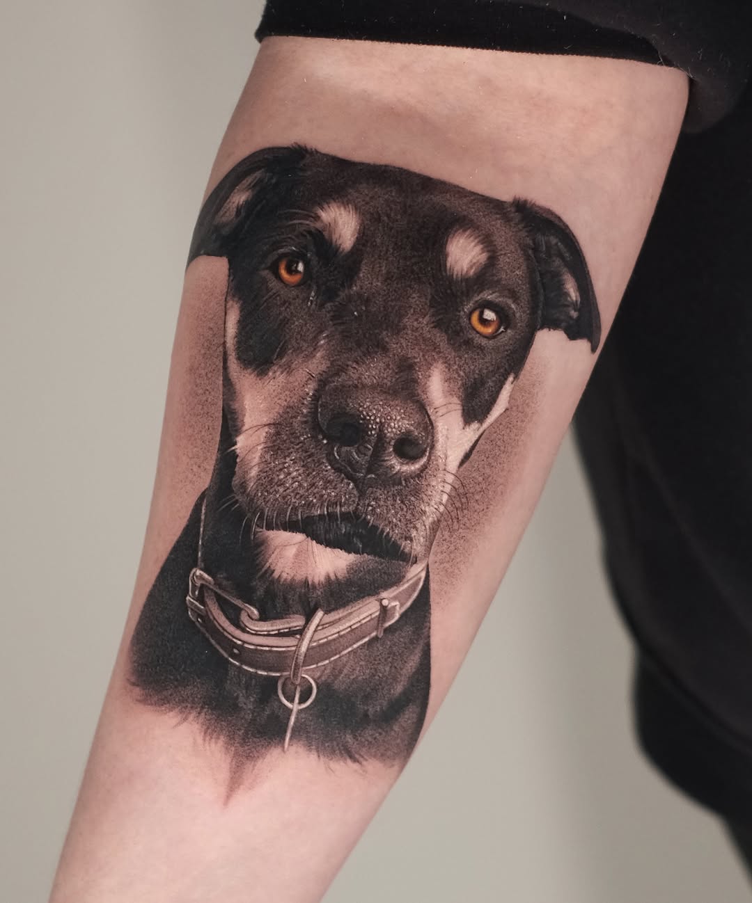 Animal