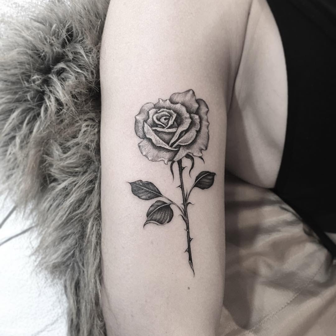 Rose, Nature, Flower