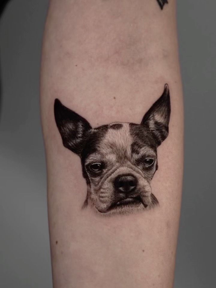 Animal