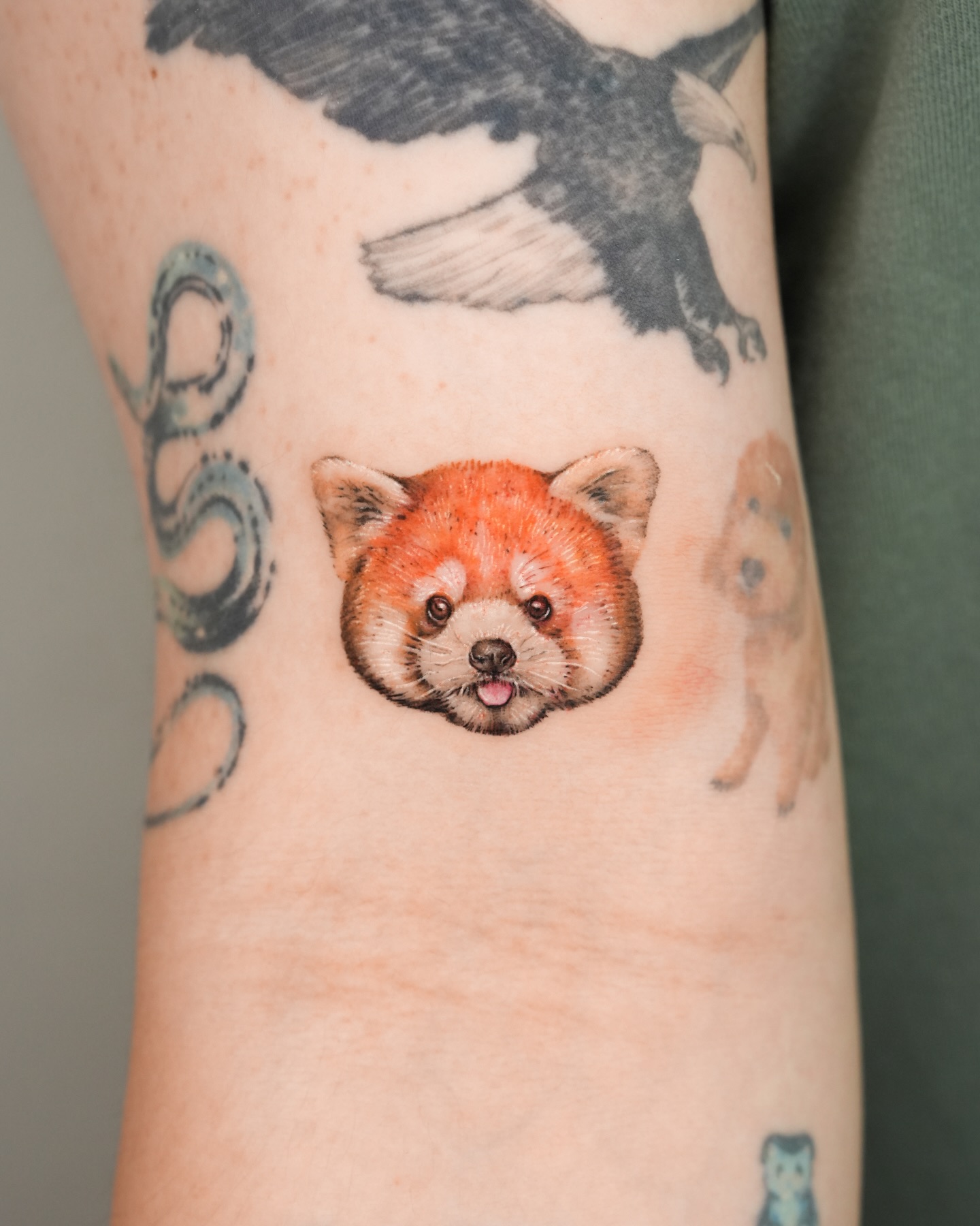 Animal