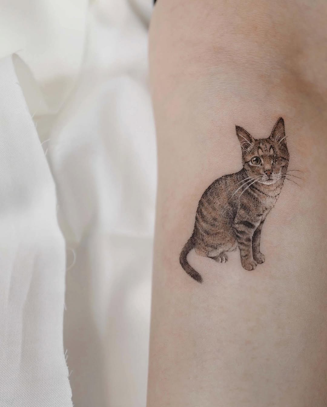 고양이