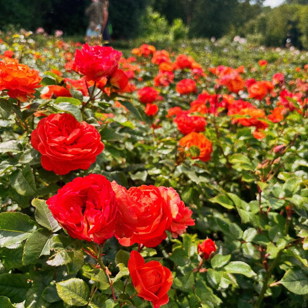 Flower, Rose, Nature