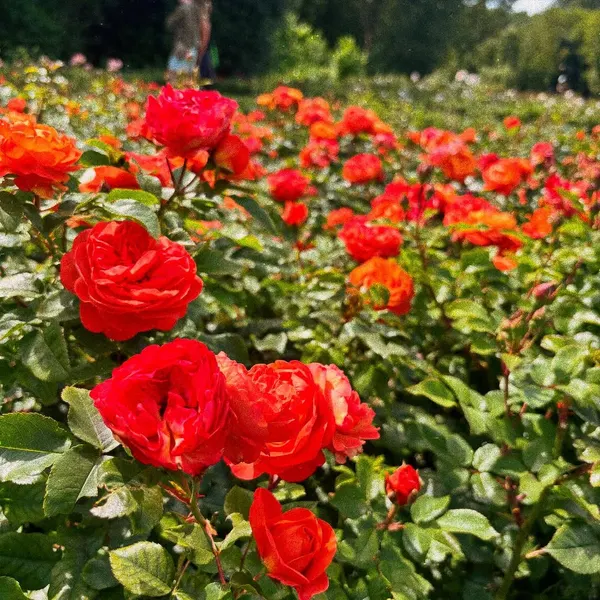 Flower, Rose, Nature