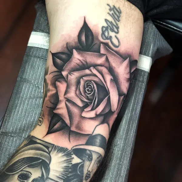 Flower, Rose