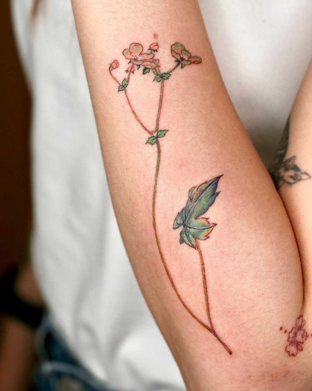 Flower, Rose