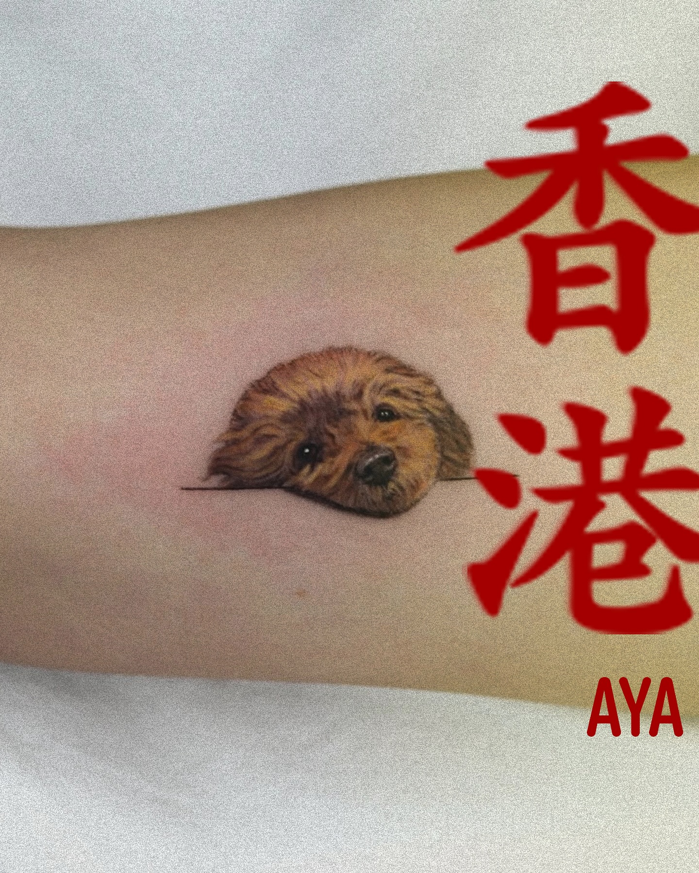 Animal